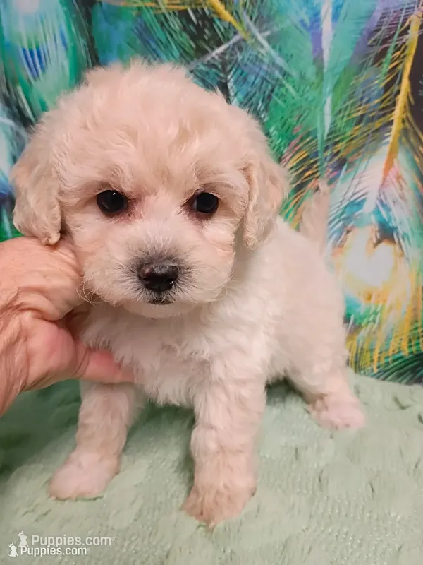 Poo-chon female  – Bichpoo puppy for sale in Spraggs, PA