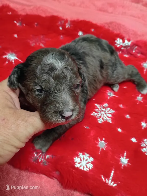Mini Boy – Miniature Aussiedoodle puppy for sale in Spraggs, PA