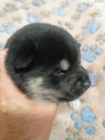 Three weeks old girl, a female Shiba Inu for sale in Spraggs, PA – 4 of 7