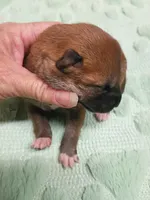Lady Red, a female Shiba Inu for sale in Spraggs, PA – 1 of 5