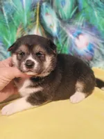 Ready October 20th, a female Shiba Inu for sale in Spraggs, PA – 2 of 9