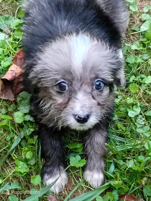 Toy Aussie Doodle girl Ready ! Quite small – Miniature Aussiedoodle puppy for sale in Spraggs, PA