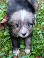 Toy Aussie Doodle girl Ready ! Quite small, a female Poodle - Toy  and Toy Australian Shepherd for sale in Spraggs, PA – 2 of 8