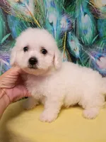 Little Bichon boy, a male Bichon Frise for sale in Spraggs, PA – 3 of 9