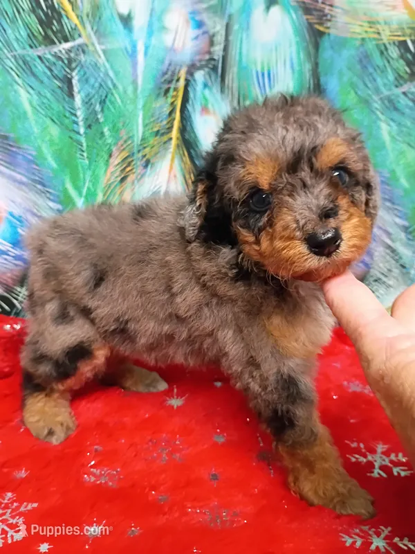 Sweet little Toy  – Miniature Aussiedoodle puppy for sale in Spraggs, PA