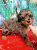 Sweet girl , a female Miniature Aussiedoodle for sale in Spraggs, PA – 4 of 8