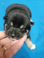 Two weeks old, a female Shiba Inu for sale in Spraggs, PA – 2 of 7