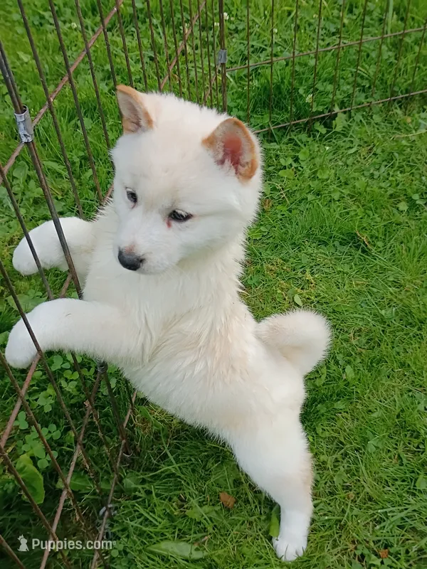 SugarPop – Shiba Inu puppy for sale in Spraggs, PA