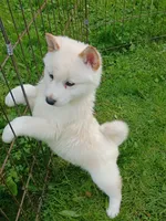 SugarPop, a male Shiba Inu for sale in Spraggs, PA – 1 of 9