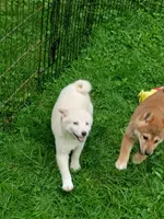 Red Male, Ready now  !, a male Shiba Inu for sale in Spraggs, PA – 5 of 6