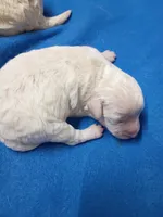 Poo-chon girl, a female Bichpoo for sale in Spraggs, PA – 2 of 4