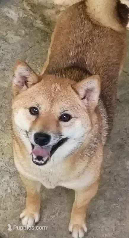 Toy/Meme Adult Girl – Shiba Inu puppy for sale in Spraggs, PA