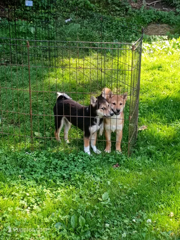 Sesame boy – Shiba Inu puppy for sale in Spraggs, PA