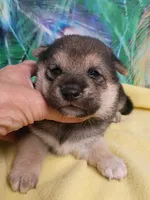 Ready October 20th male, a male Shiba Inu for sale in Spraggs, PA – 5 of 10