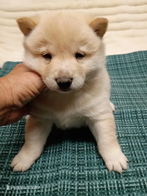 Butterscotch  – Shiba Inu puppy for sale in Spraggs, PA