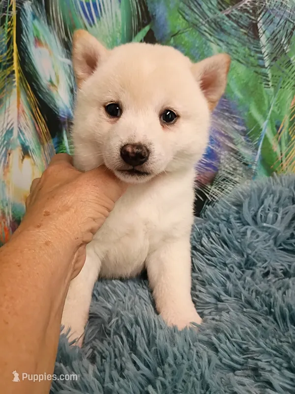 Runt Cream boy – Shiba Inu puppy for sale in Spraggs, PA