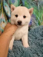 Runt Cream boy, a male Shiba Inu for sale in Spraggs, PA – 2 of 5