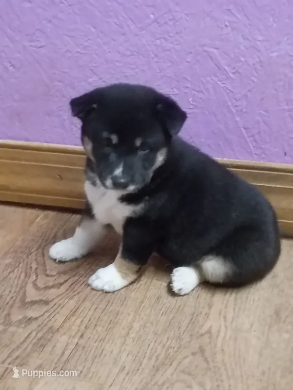 Ready October 20th boy – Shiba Inu puppy for sale in Spraggs, PA
