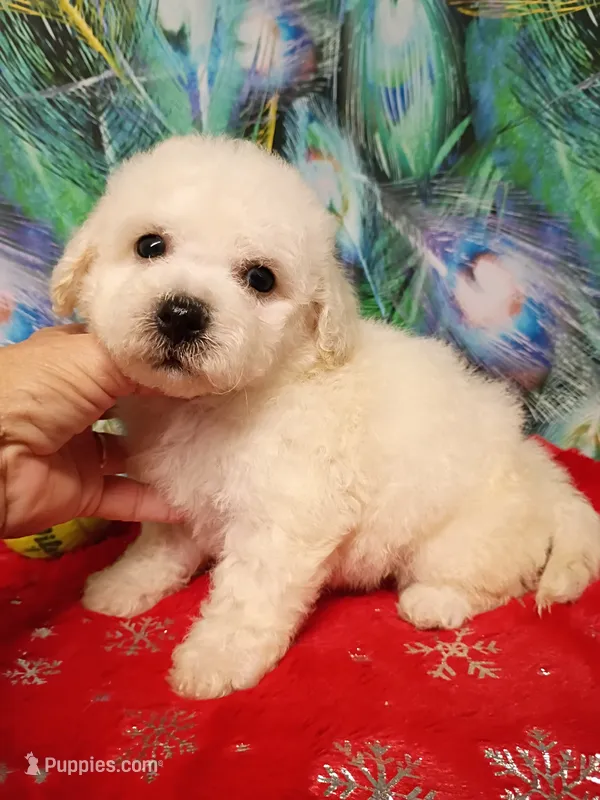 Bichon Boy – Bichon Frise puppy for sale in Spraggs, PA