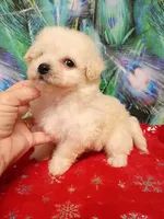 Toy size Bichon girl, a female Bichon Frise for sale in Spraggs, PA – 2 of 3