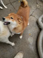 Akio 0, a male Shiba Inu for sale in Spraggs, PA – 4 of 8