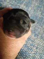 Just Born, a female Shiba Inu for sale in Spraggs, PA – 2 of 2