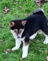 Black Sesame girl Ready now , a female Shiba Inu for sale in Spraggs, PA – 5 of 7