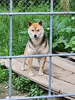 Shy Shiba , a female Shiba Inu for sale in Spraggs, PA – Photo 3 of 3