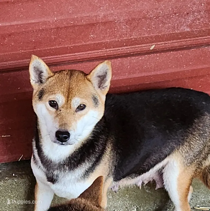 Shy Shiba  – Shiba Inu puppy for sale in Spraggs, PA