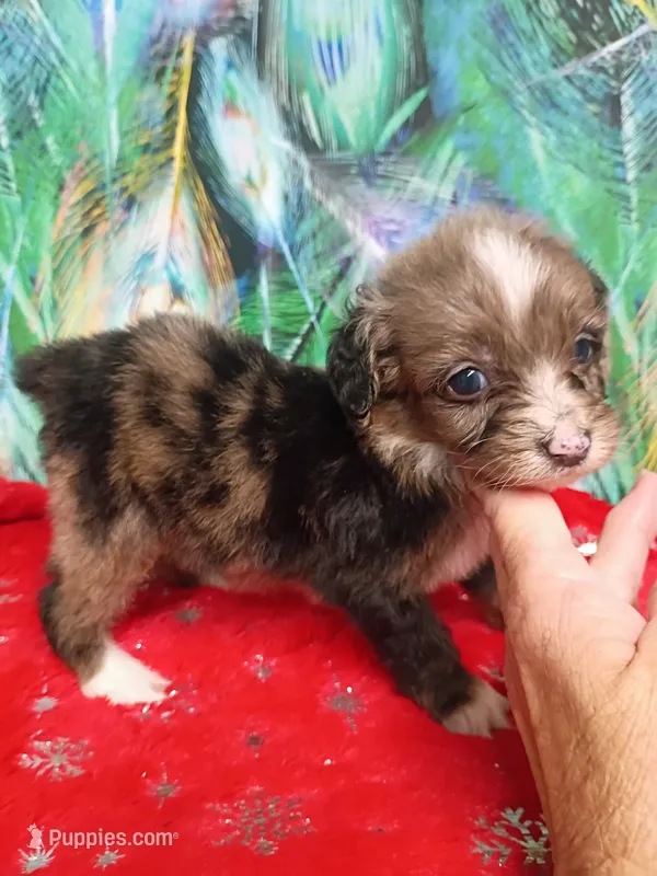Toy Aussie Doodle girl – Miniature Aussiedoodle puppy for sale in Spraggs, PA