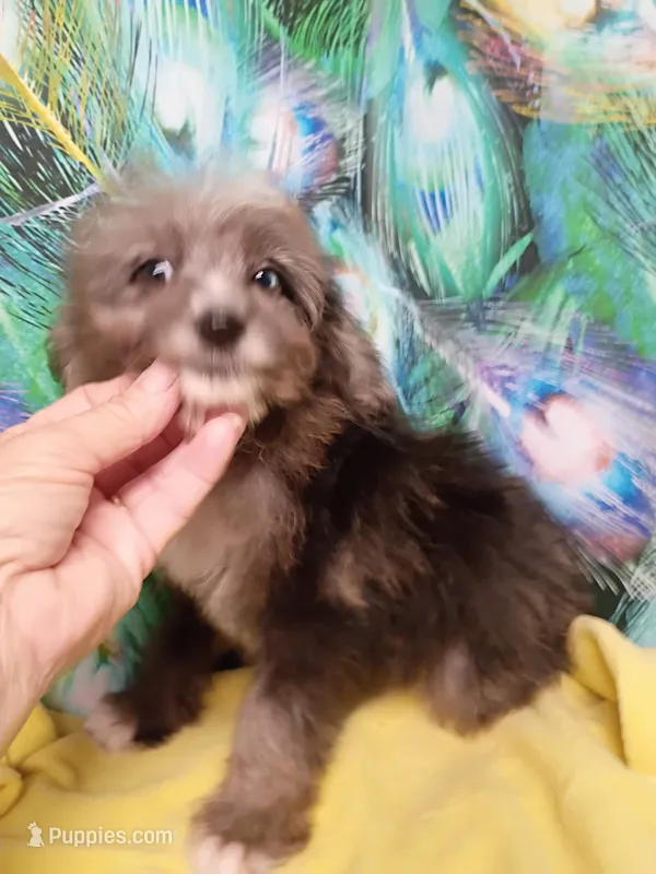 Toy Aussie Doodle girl Ready ! – Poodle - Toy , Toy Australian Shepherd puppy for sale in Spraggs, PA