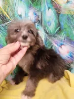 Toy Aussie Doodle girl Ready !, a female Poodle - Toy  and Toy Australian Shepherd for sale in Spraggs, PA – 1 of 9