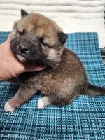 Red Sesame little Boy, a male Shiba Inu for sale in Spraggs, PA – 5 of 5
