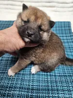 Red Sesame little Boy, a male Shiba Inu for sale in Spraggs, PA – 3 of 5