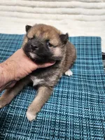 Red Sesame little Boy, a male Shiba Inu for sale in Spraggs, PA – 4 of 5