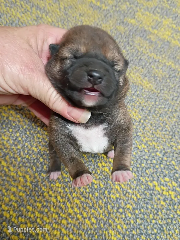 Red Sesame Meme Boy – Shiba Inu puppy for sale in Spraggs, PA