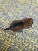 Red Sesame Meme Boy, a male Shiba Inu for sale in Spraggs, PA – Photo 3 of 3