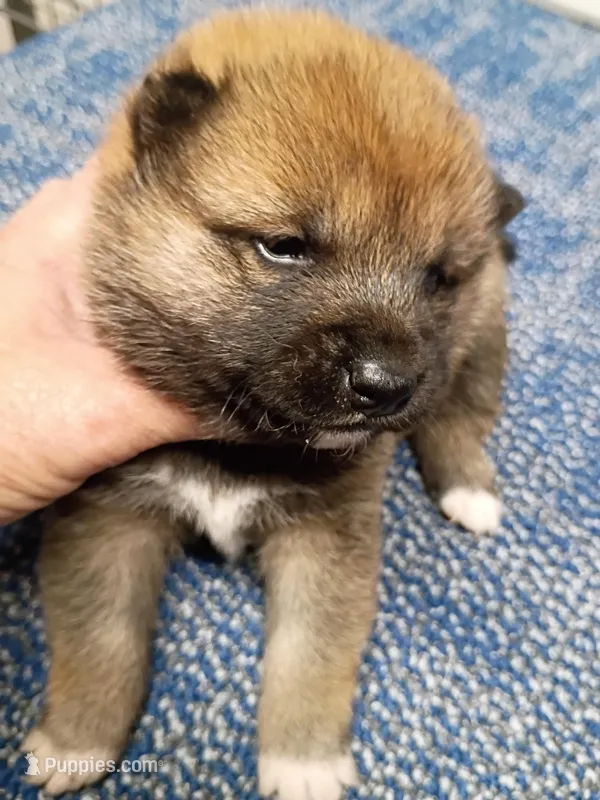 Red Sesame Meme Boy – Shiba Inu puppy for sale in Spraggs, PA