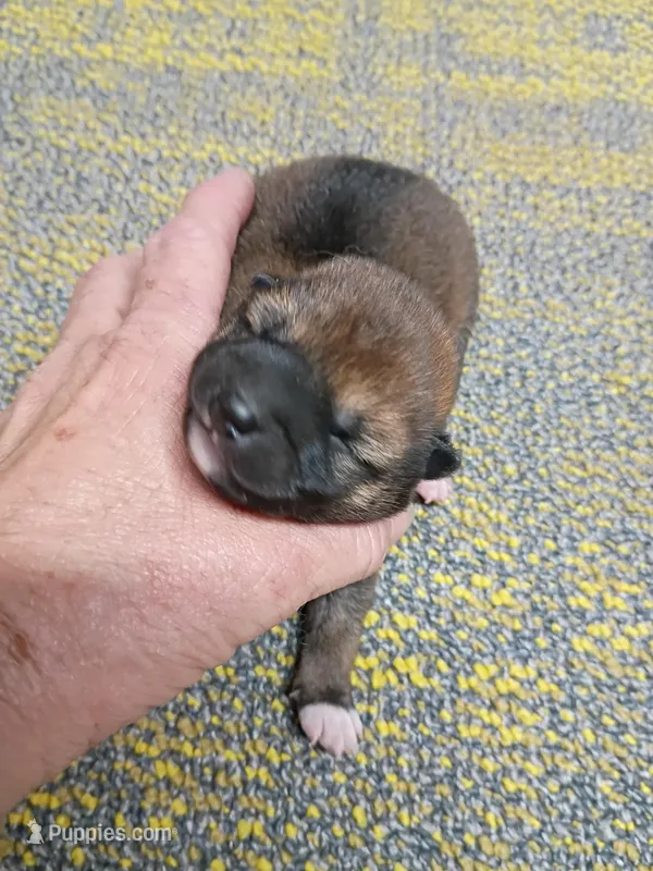 Red Sesame Meme Boy, a male Shiba Inu for sale in Spraggs, PA – Photo 1 of 3