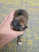 Red Sesame Meme Boy, a male Shiba Inu for sale in Spraggs, PA – Photo 1 of 3