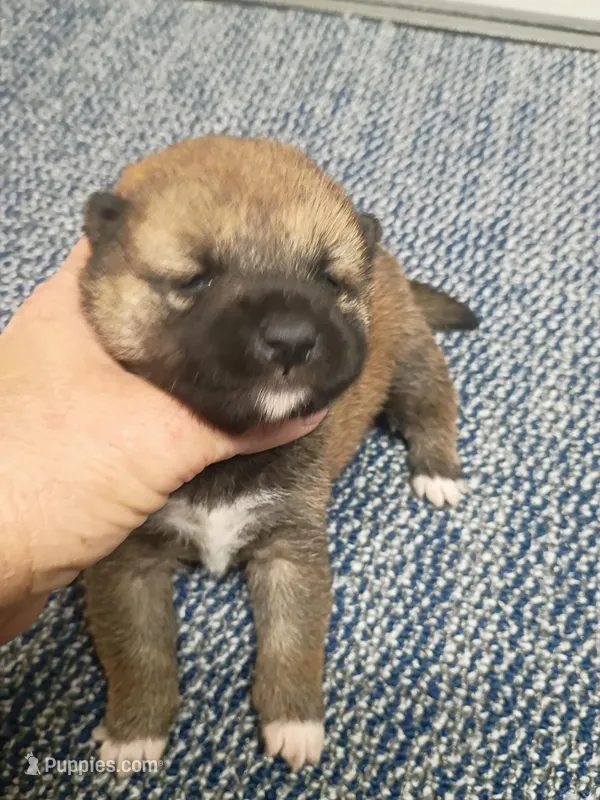 Red Sesame Meme Boy – Shiba Inu puppy for sale in Spraggs, PA
