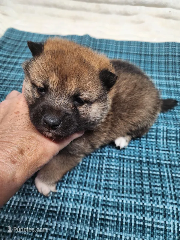 Red Sesame Meme Boy – Shiba Inu puppy for sale in Spraggs, PA