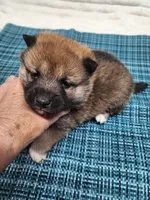 Red Sesame little Boy, a male Shiba Inu for sale in Spraggs, PA – 1 of 5
