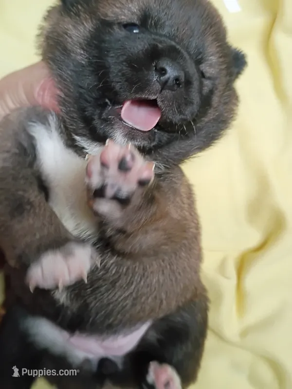 Puppy here. Coco – Shiba Inu puppy for sale in Spraggs, PA
