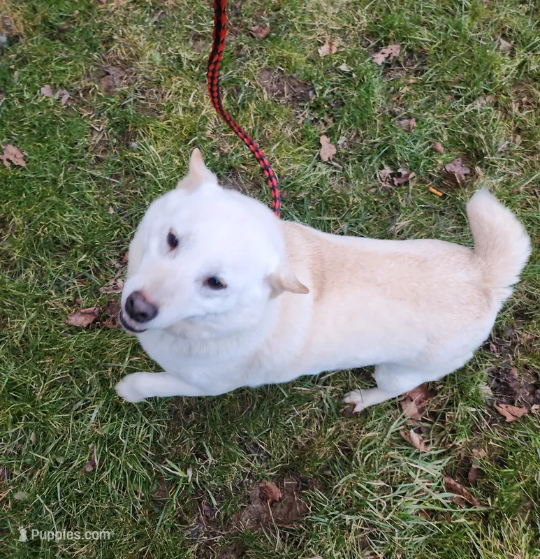 Retired girl  – Shiba Inu puppy for sale in Spraggs, PA