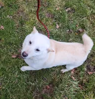 Retired girl , a female Shiba Inu for sale in Spraggs, PA – 1 of 2
