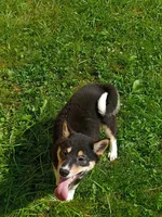 Toy Girl,  super sweet !, a female Shiba Inu for sale in Spraggs, PA – 6 of 9