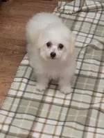Toy size Bichon girl just 5 lbs on 10/24/26., a female Bichon Frise for sale in Spraggs, PA – 6 of 9