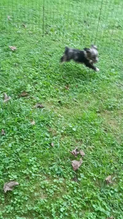 Toy Aussie Doodle girl Ready ! Quite small, a female Poodle - Toy  and Toy Australian Shepherd for sale in Spraggs, PA – 8 of 8