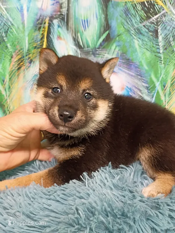 Black and tan  – Shiba Inu puppy for sale in Spraggs, PA
